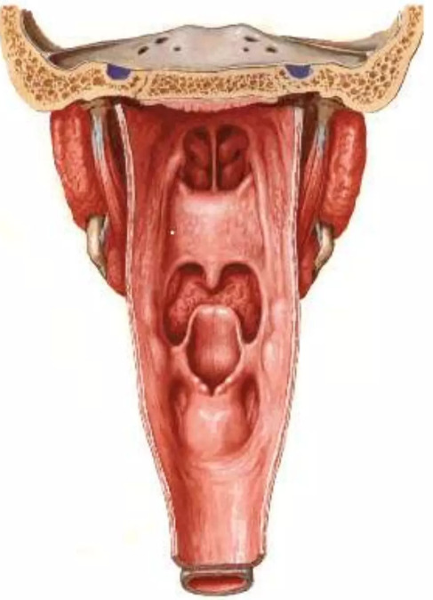 Celulite amigdaliana e abscesso amigdaliano - Distúrbios do ouvido